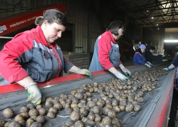 Производители картофеля и овощей Красноярского края получили 37 млн рублей