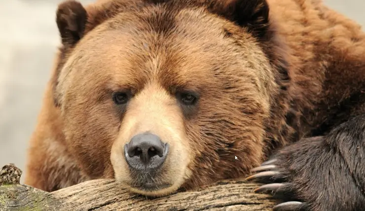 В природном парке "Ергаки" решили отстрелять 10 медведей