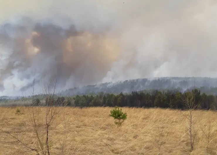 В Красноярском крае на защиту лесов от пожаров в 2023 году потратят 1,7 млрд рублей