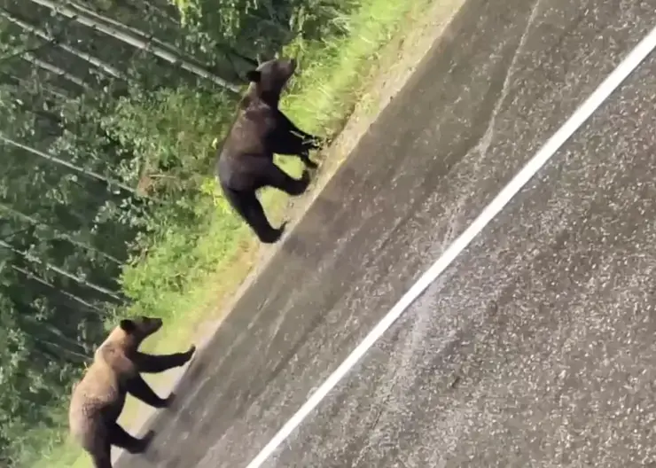 Медведь на трассе дивногорск