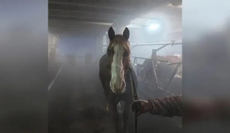 В Минусинском районе ввели карантин из-за инфекционной анемии лошадей