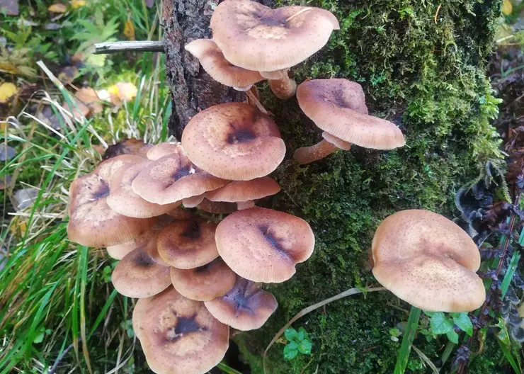 Три интересных рецепта из лесных грибов