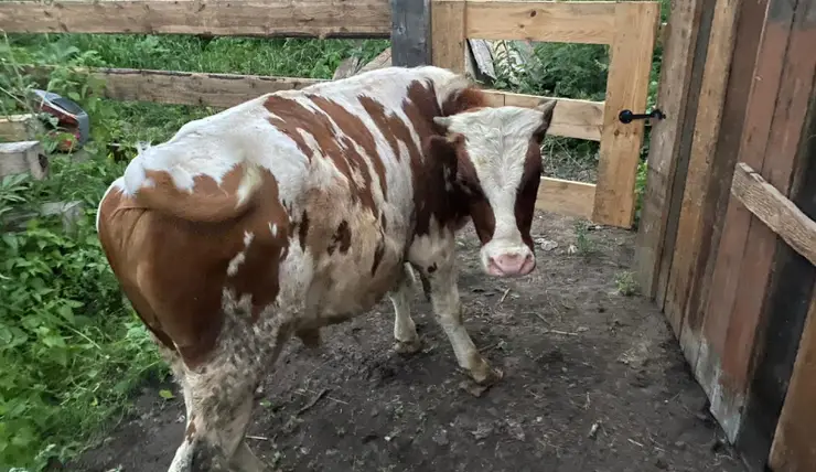 В Курагинском районе вернули украденного быка