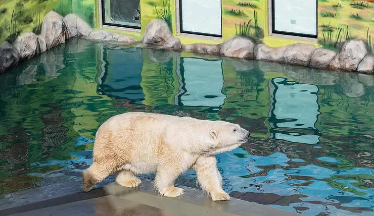 В Красноярске в «Роевом ручье» построили второй вольер для белых медведей