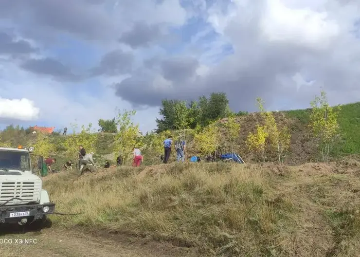 В Красноярске на Караульной горе высадили 53 клёна