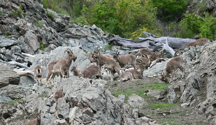 В заповеднике на юге Красноярского края пересчитали горных козлов