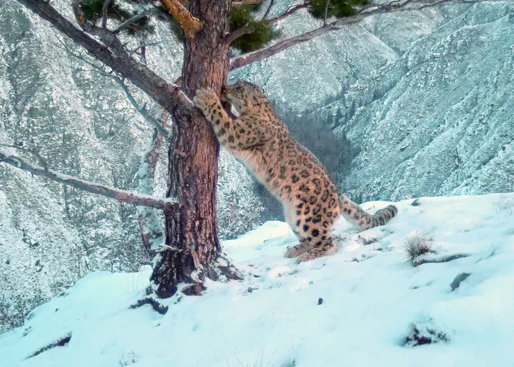 Саяно-Шушенские барсы опять попались в фотоловушку