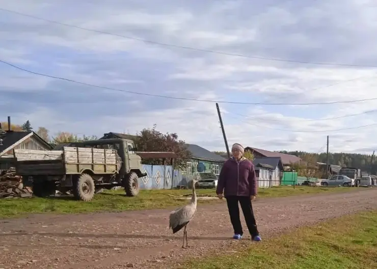В Красноярском крае волонтеры спасают журавля, который не смог улететь на юг