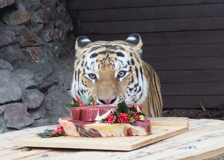 26 сентября "Роев ручей" приглашает красноярцев на День амурского тигра