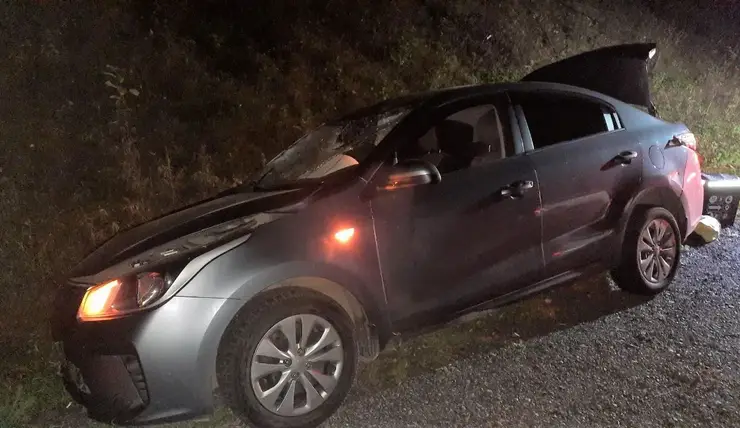 В Красноярском крае водитель сбил выбежавшую на трассу лосиху