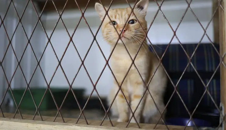 Красноярцам предлагают помочь животным из приюта