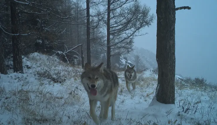 Популяция волка на севере Красноярского края в 3,4 раза ниже официальных данных