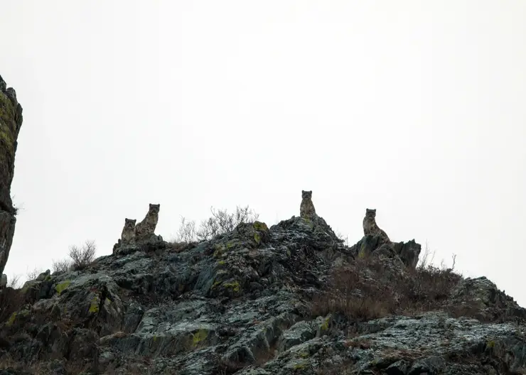 В Саяно-Шушенском заповеднике вновь запечатлели самку снежного барса и трех ее котят