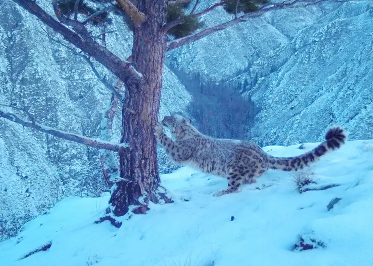 В заповеднике Красноярского края на видео попали самка барса и три ее котенка