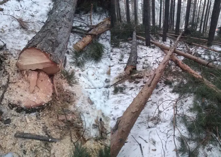 В Красноярском крае с незаконными рубками деревьев борются с помощью беспилотников