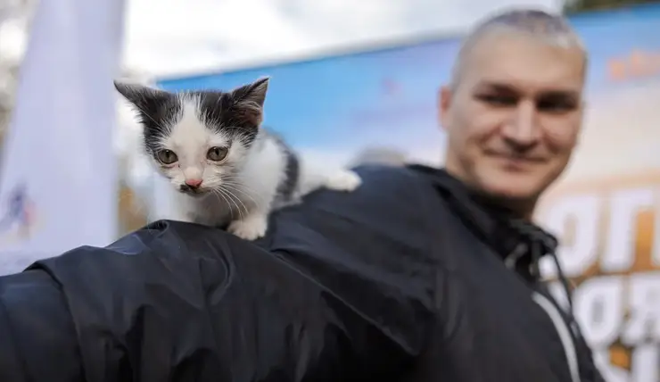 Красноярцы нашли брошенных в лесу котят во время соревнований по рогейну на «Столбах»