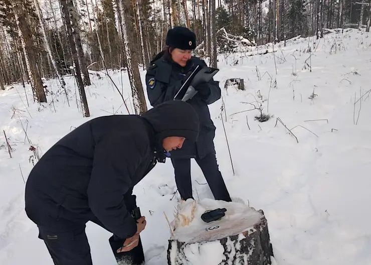 Жителю Красноярского края грозит до семи лет тюрьмы за 64 срубленные сосны