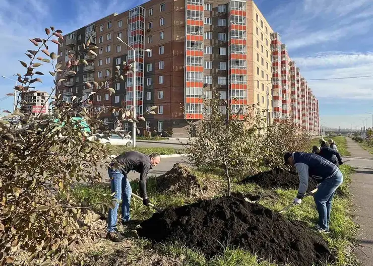 В Красноярске высадили 4124 дерева за прошедшую неделю