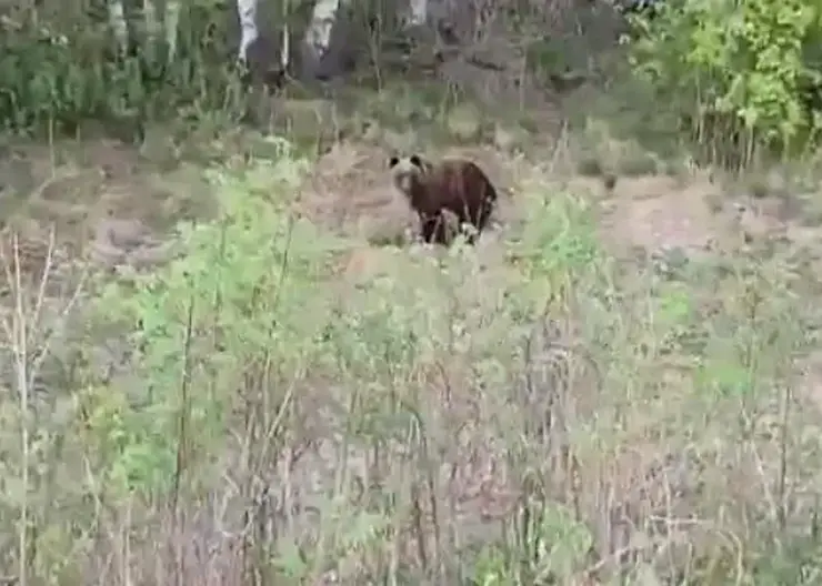 Жительница Красноярского края забыла об осторожности и подошла к медведю в лесу