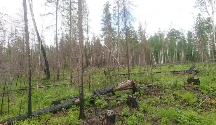 Красноярец незаконно срубил лес более чем на 1 млн рублей