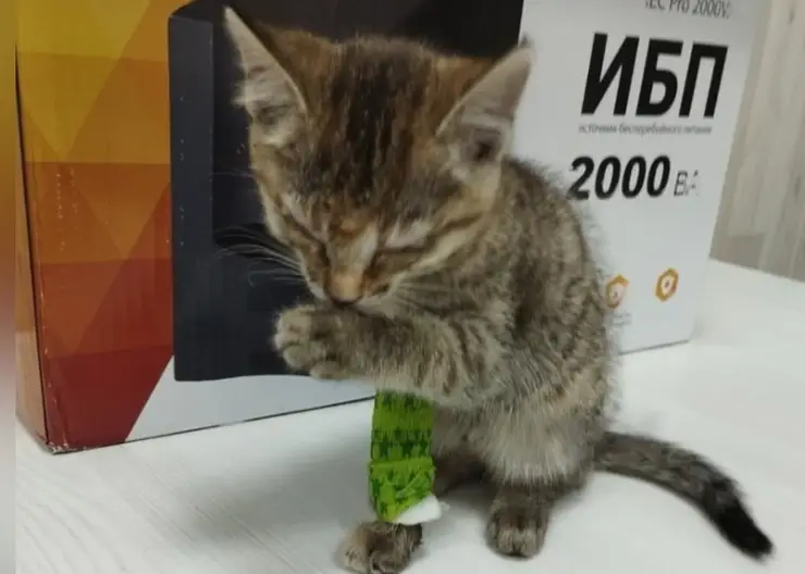 Красноярка обнаружила котёнка под бампером своего автомобиля во время поездки