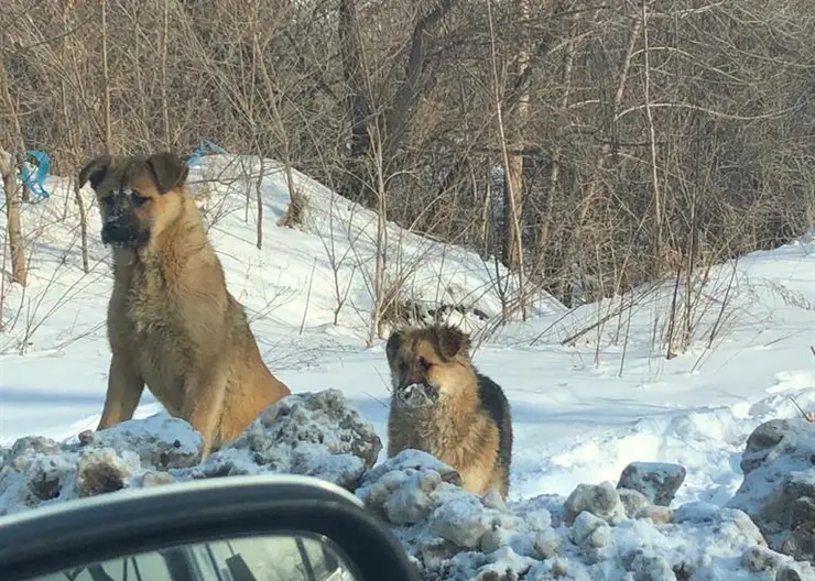 За этот год в Красноярске стерилизованы 463 бездомные собаки