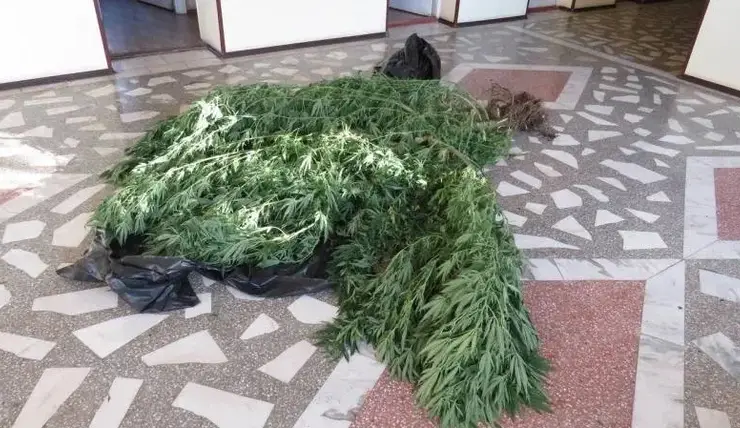 Жителю Красноярского края грозит до 10 лет тюрьмы за хранение почти 7 кг марихуаны