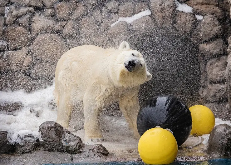 В красноярском «Роевом ручье» белые медведи открыли купальный сезон