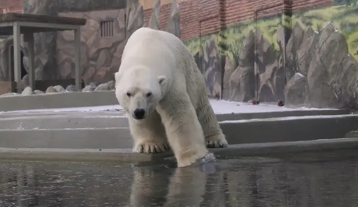 В красноярском «Роевом ручье» показали, как медведь Феликс плещется в бассейне