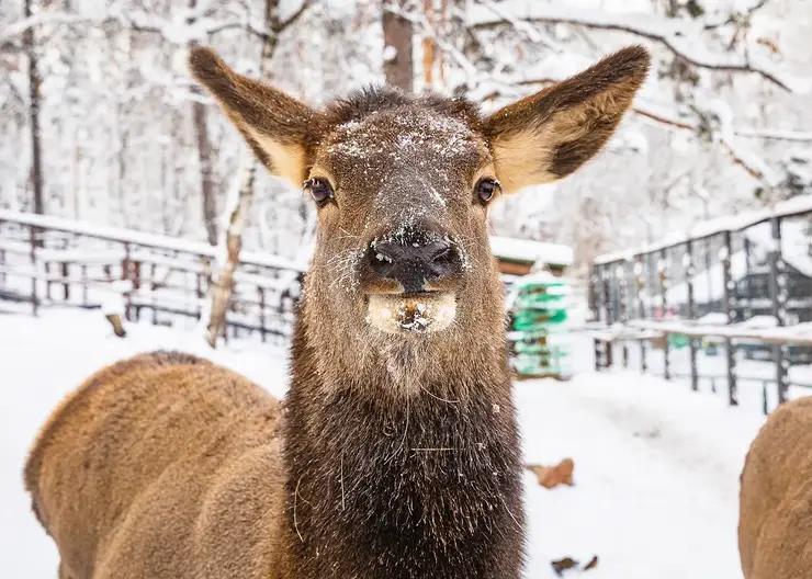 В красноярском «Роевом ручье» рассказали, как животные переносят сильные морозы