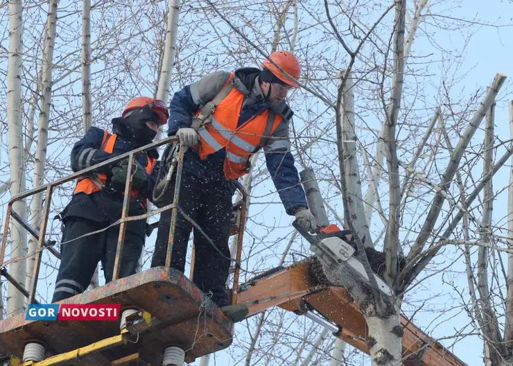 Красноярский парк «Троя» оштрафовали на 50 тысяч рублей за неправильную обрезку тополей