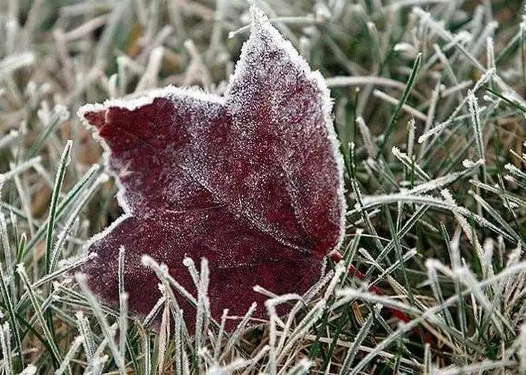 На выходных в центральных и южных районах Красноярского края ожидаются заморозки до -2 градусов