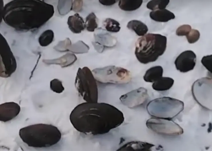 В Красноярске в Абаканской протоке на Енисее развелись гигантские моллюски