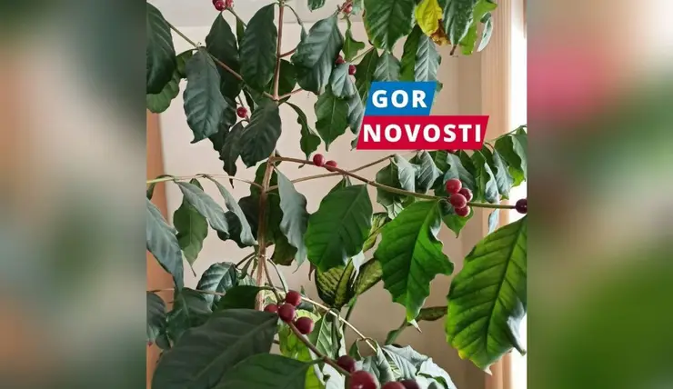 Жительница Красноярского края рассказала, как дома вырастила кофейное дерево