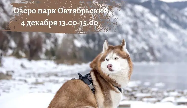 В Красноярске 4 декабря отметят День домашних животных