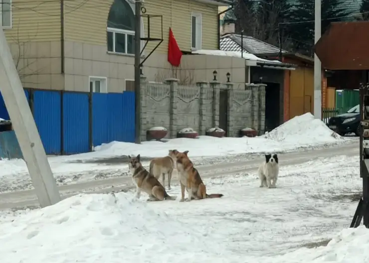 В Красноярске за неделю отловили 33  бездомных собаки