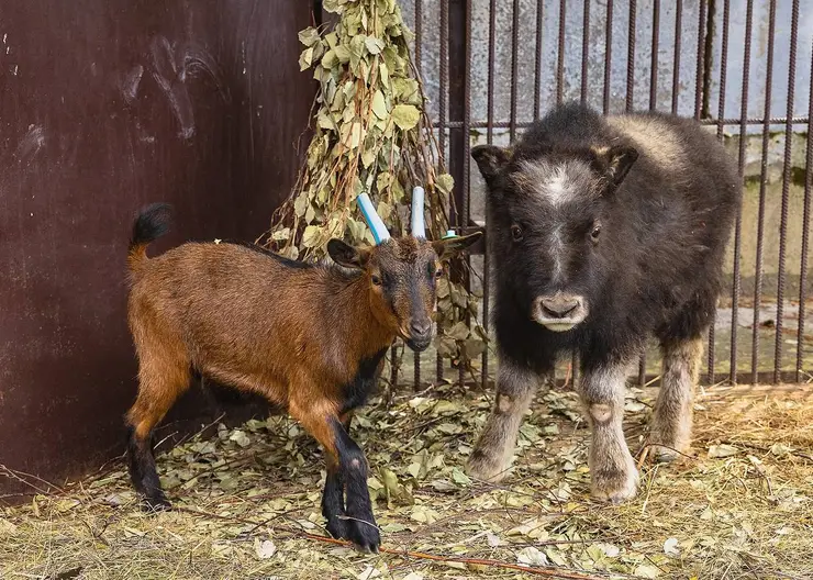 В красноярском «Роевом ручье» овцебык Алана подружилась с козой Пепой