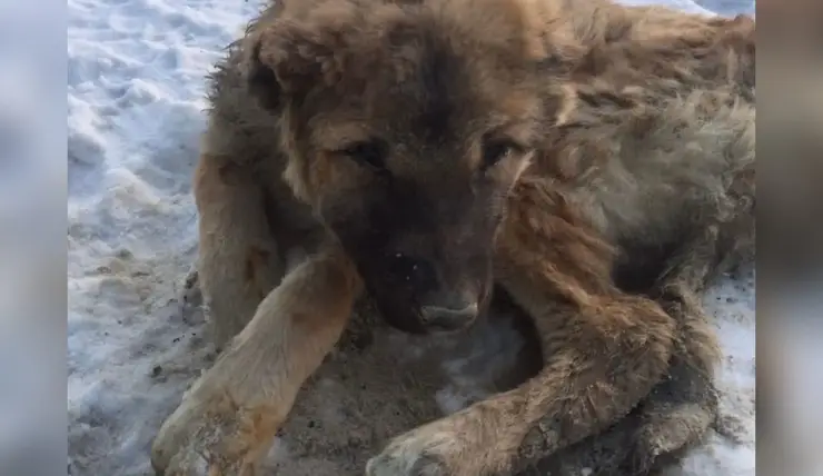 В Красноярске неизвестные избили щенка и выбросили в мусорный бак