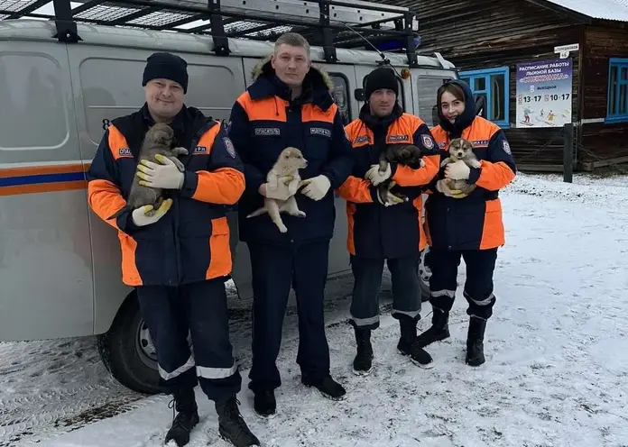 Спасатели вызволили провалившихся в яму туалета щенков в Богучанском районе