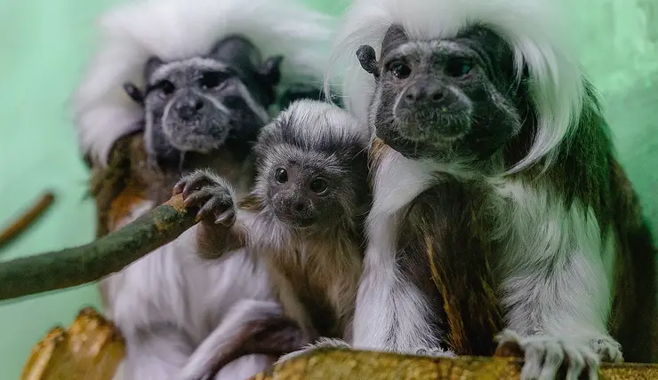 В Красноярском зоопарке показали малышей эдиповых тамаринов