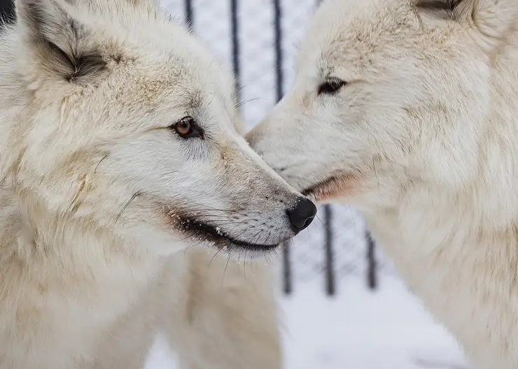 В красноярском «Роевом ручье» показали влюбленную пару полярных волков