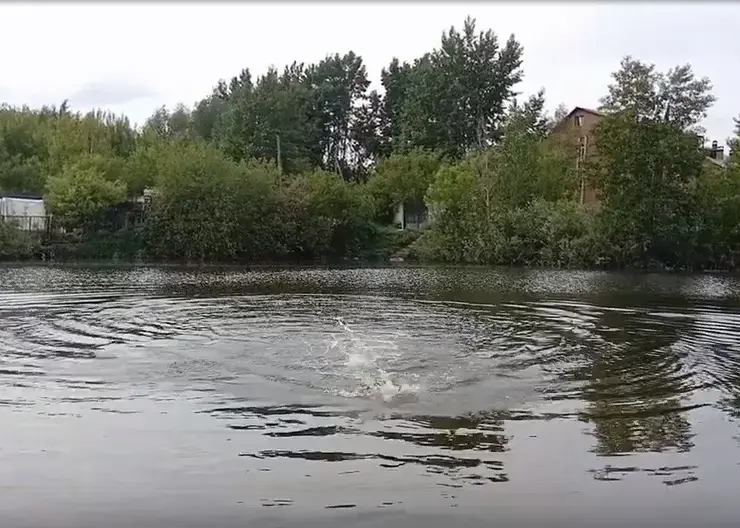 В Красноярске на озере Цыганском утонул мужчина