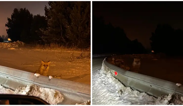 Жительница Красноярска встретила лису около аэропорта Черемшанка