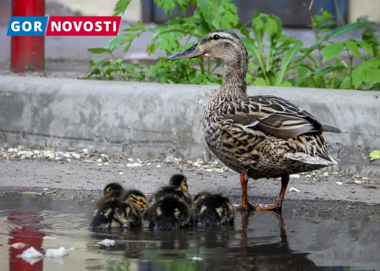 В Красноярске во дворе на Партизана Железняка заметили семейство уток