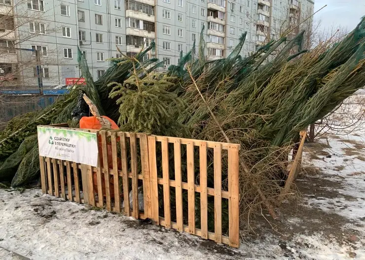 Красноярцы могут сдать старые новогодние елки на переработку