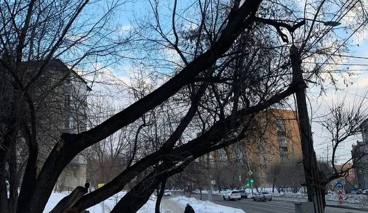 В Красноярске снесут аварийные деревья на улице Киренского