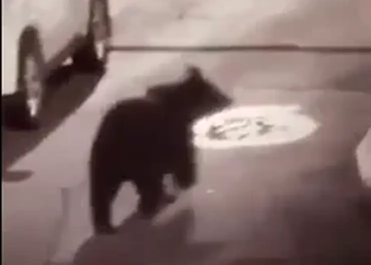 В Красноярске во дворах на улице Копылова заметили медведя