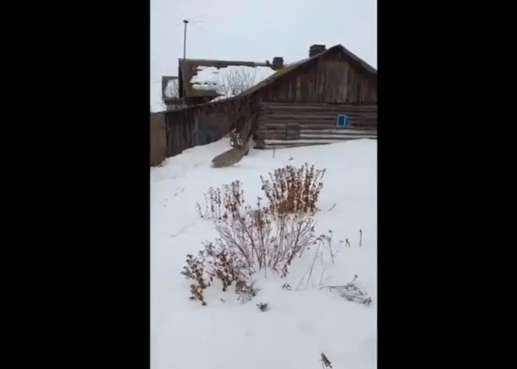 В Красноярском крае инспекторы спасли забежавшую во двор частного дома косулю