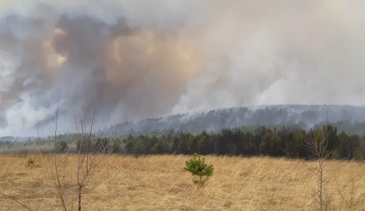 В Красноярском крае на защиту лесов от пожаров в 2023 году потратят 1,7 млрд рублей