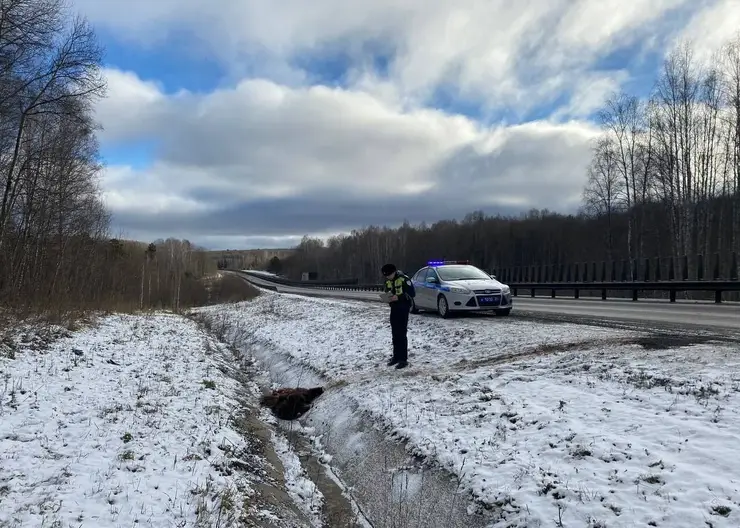 На трассе под Ачинском нашли труп медведя без передних лап